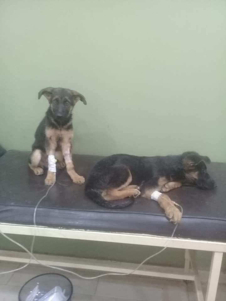 Hero Dog Refuses To Leave His Sister After He Got Healed 1 Hero Dog