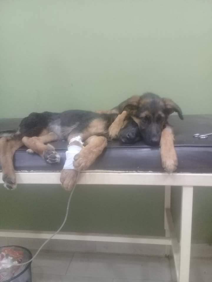 Hero Dog Refuses To Leave His Sister After He Got Healed 2 Hero Fog
