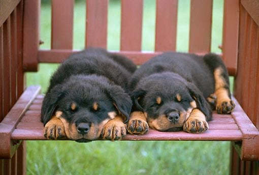 12 Absolutely Adorable Rottweiler Faces That Get Anything They Want 8 rottweiler