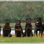 Rottweilers