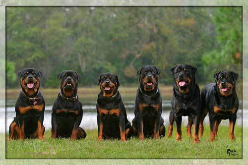 Rottweilers