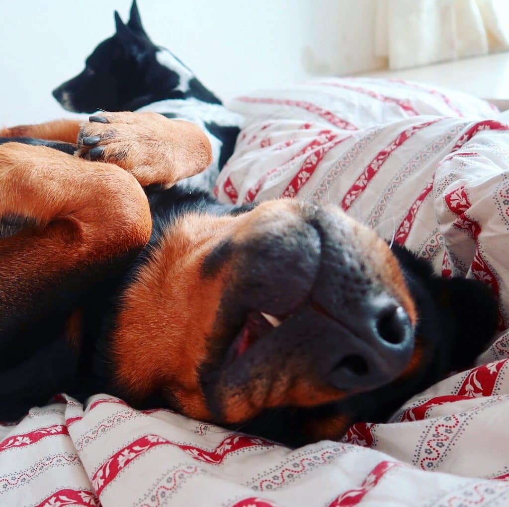 rottweiler rolling