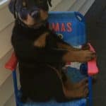 rottweiler shopping