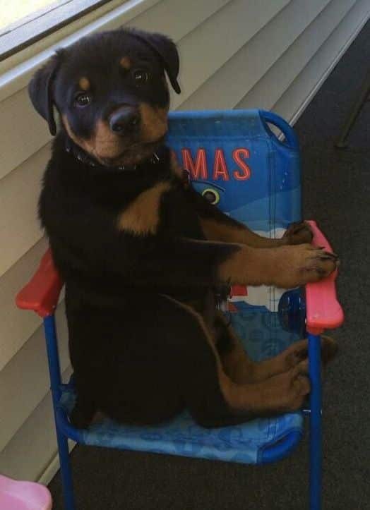 rottweiler shopping