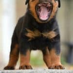 rottweiler body language