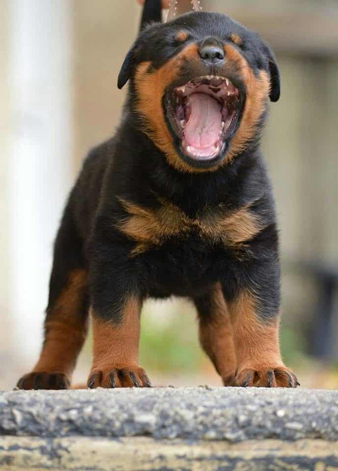 rottweiler