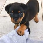 rottweiler puppy