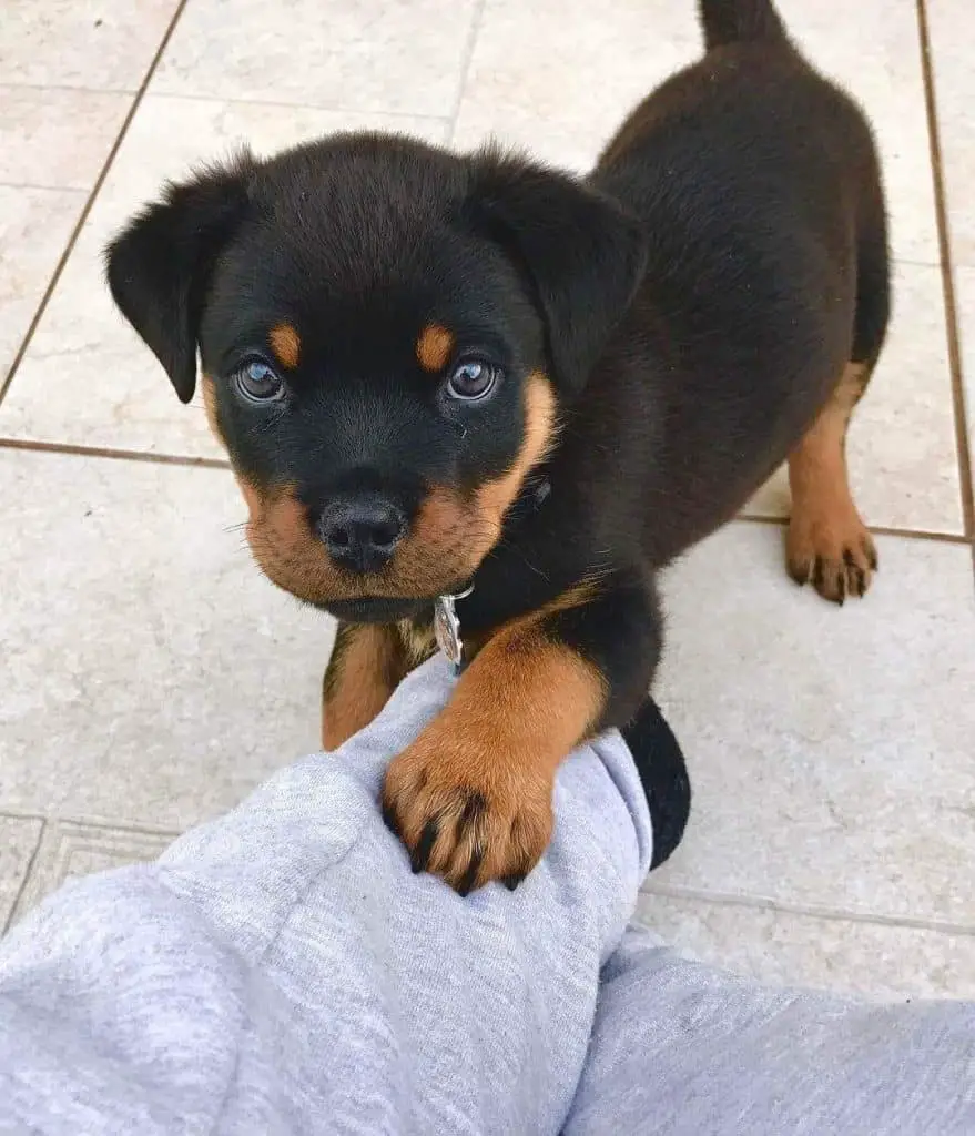 rottweiler puppy