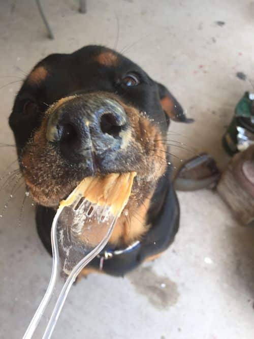 12 Absolutely Adorable Rottweiler Faces That Get Anything They Want 7 rottweiler