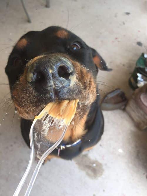 rottweiler