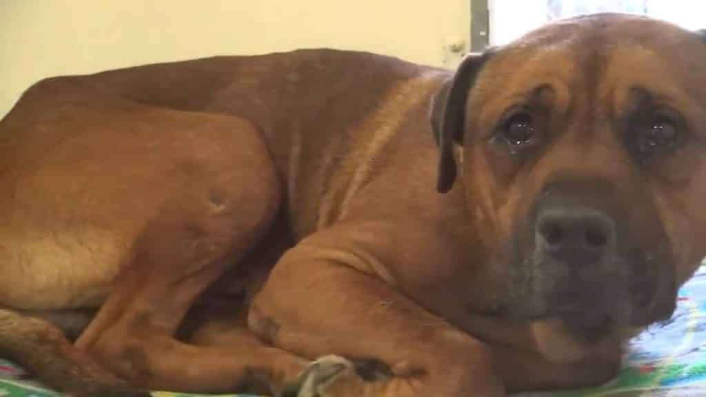 Dog can’t stop crying after realizing he’s been abandoned at the Dog shelter! 1 Dog Shelter