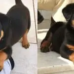 rottweiler puppy