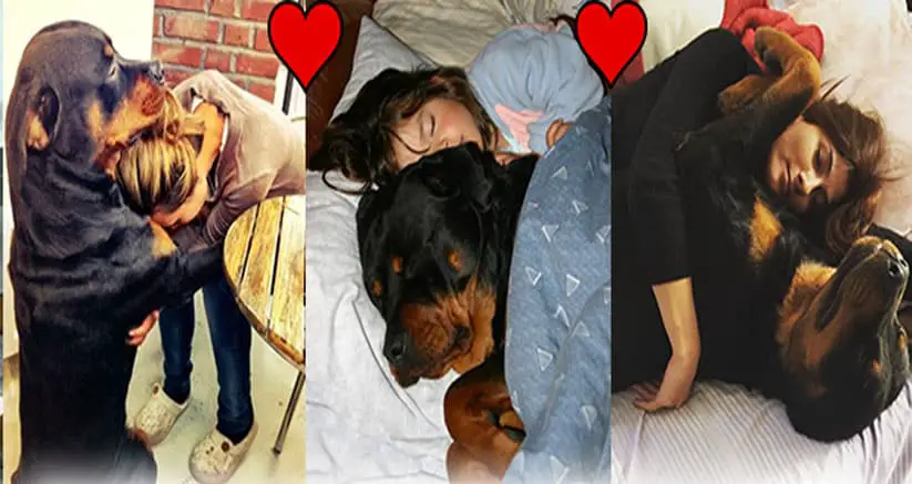 15 Things that you have to endure of your Rottweiler for real love. 1 rottweile love