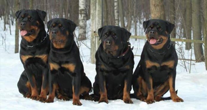 Rottweiler Aggressive Rottweiler Aggressive