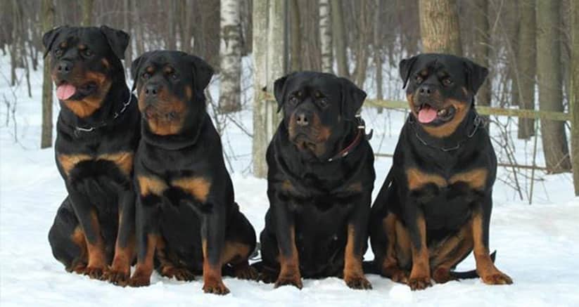 rottweiler aggression towards strangers