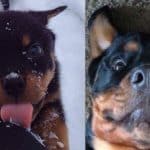 rottweiler body language