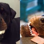 Rottweilers dogs