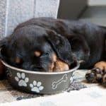 rottweiler-sleep-puppy