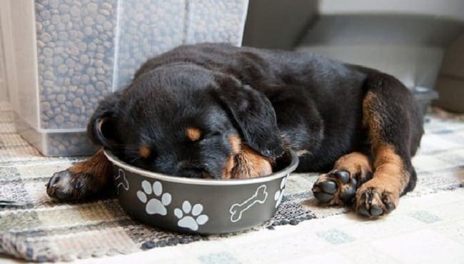 12 Absolutely Adorable Rottweiler Faces That Get Anything They Want 6 adorable rottweilers
