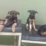 hero dog