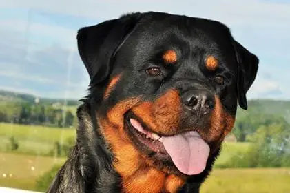Rottweiler In The Home