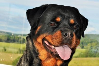 Rottweiler In The Home