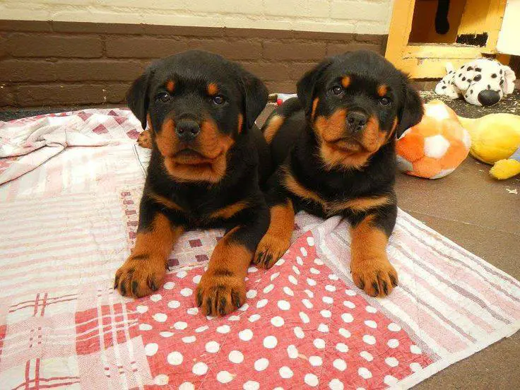 Rottweilers