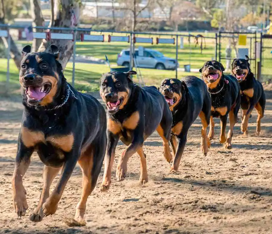 Rottweiler Training Tips