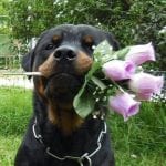 rottweiler with flowers