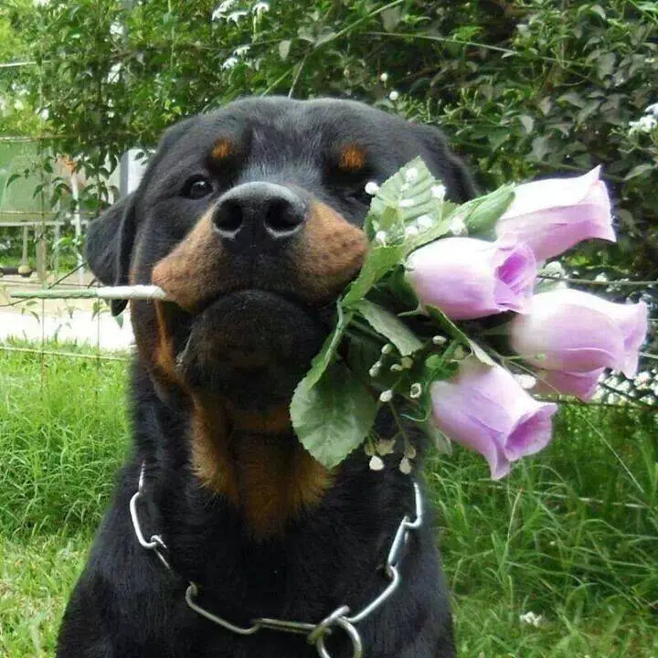 12 Things Your Rottweiler Is Better At Than You 5 Rottweiler