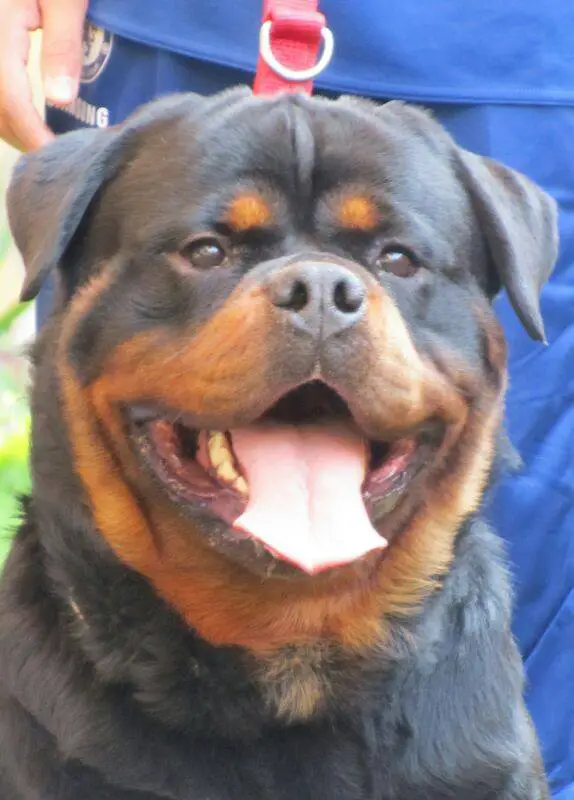 Rottweiler rottweiler