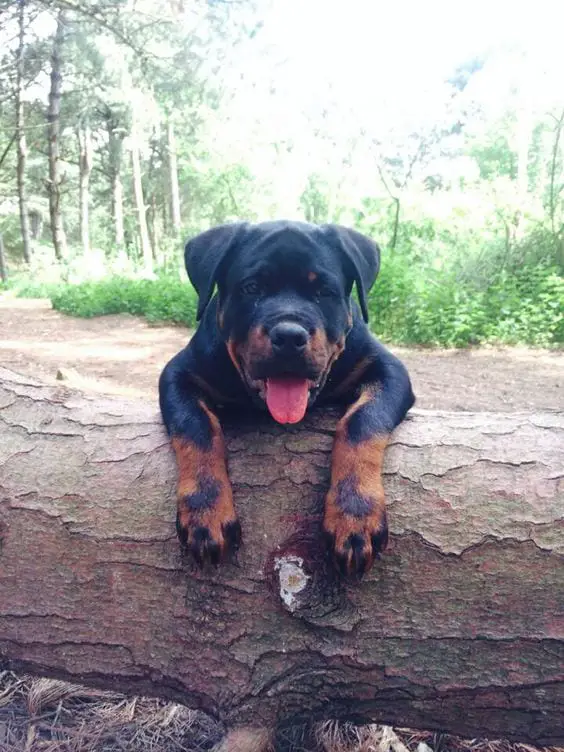 Rottweiler