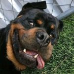 rottweilers