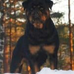 rottweiler dog