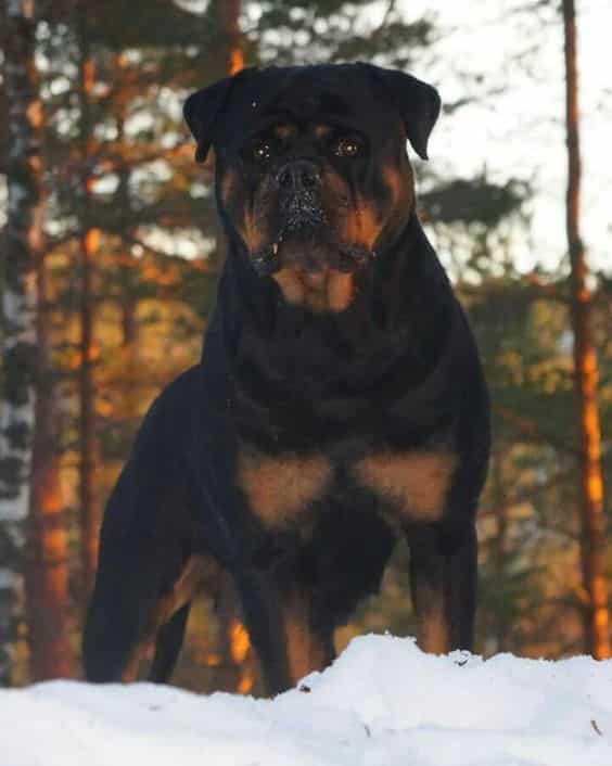 8 Reasons Why Everyone Loves a Rottweiler 3 rottweiler