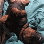 rottweiler sleeping