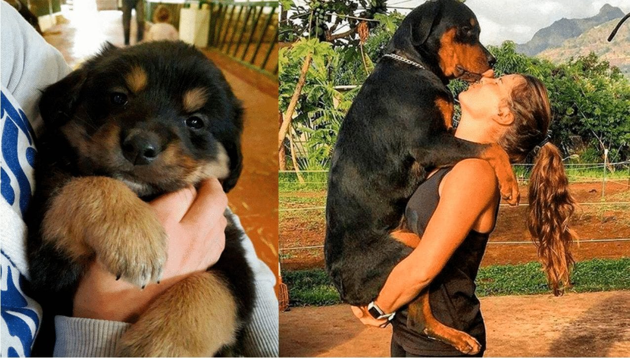 8 Reasons Why Everyone Loves a Rottweiler