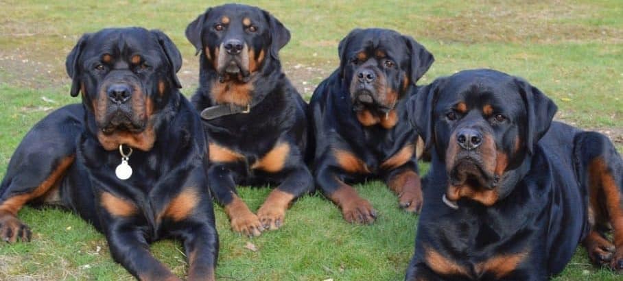 rottweilers myths