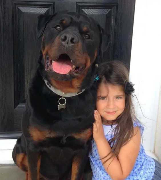 15 Things that you have to endure of your Rottweiler for real love. 16 rottweiler