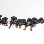 rottweiler puppies