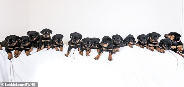 Sweet sixteen! Soldier's Rottweiler gives birth to the UK's largest ever litter of 16 puppies 2 rottweiler