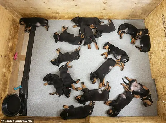Sweet sixteen! Soldier's Rottweiler gives birth to the UK's largest ever litter of 16 puppies 1 rottweiler