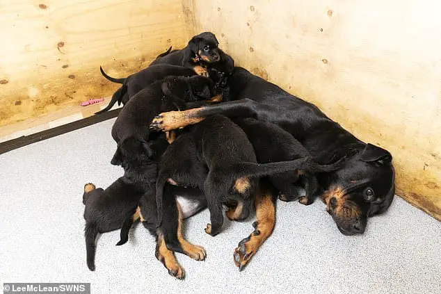 Sweet sixteen! Soldier's Rottweiler gives birth to the UK's largest ever litter of 16 puppies 4 rottweiler