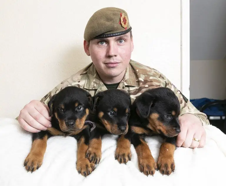 Sweet sixteen! Soldier's Rottweiler gives birth to the UK's largest ever litter of 16 puppies 3 rottweiler