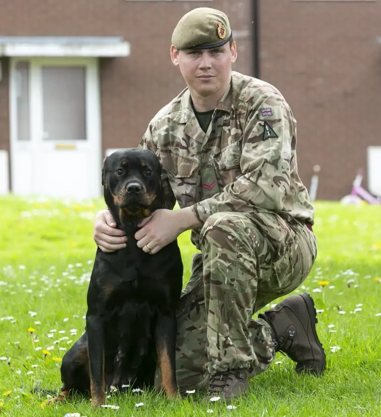 Sweet sixteen! Soldier's Rottweiler gives birth to the UK's largest ever litter of 16 puppies 6 rottweiler