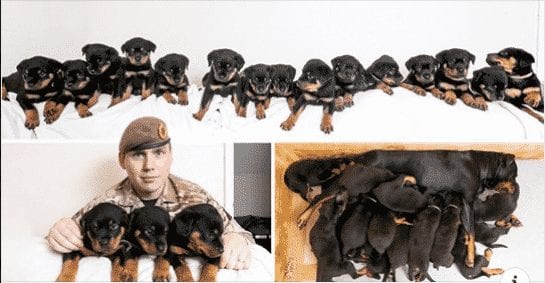 rottweiler