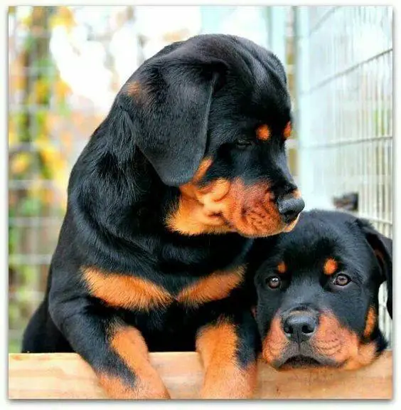 According To Science This Is What It Means When Rottweilers Tilt Their Head 4 Rottweilers