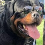 rottweiler with glasses