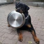 rottweiler want to eat