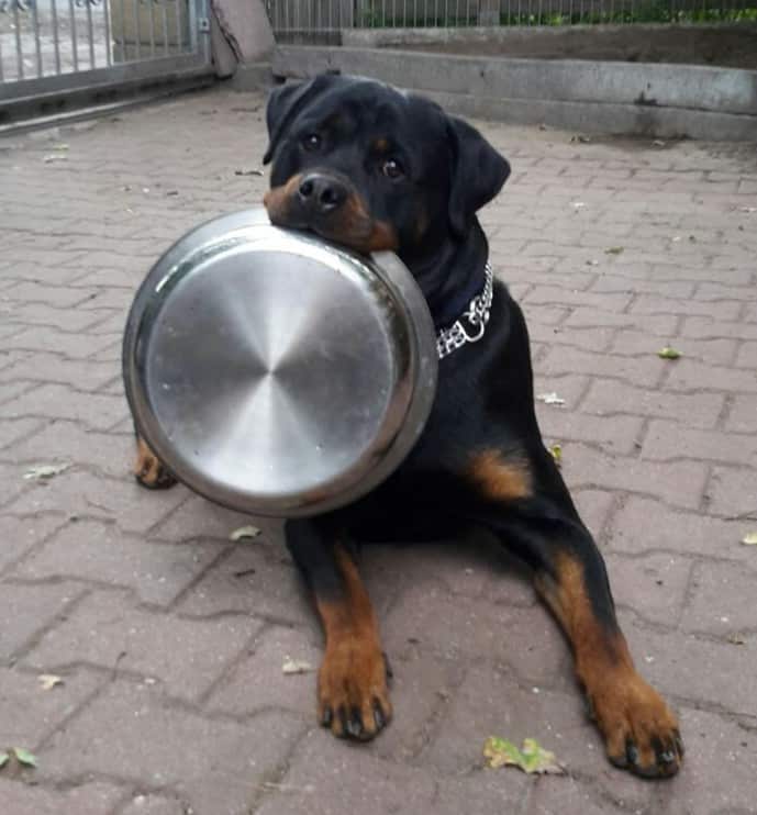 10 Different Ways Your Rottweiler Can Stare At You And Its Meaning 2 Rottweiler